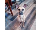 Adopt Willow a German Shepherd Dog, Boxer