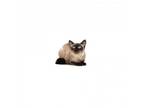 Adopt Dee a Siamese