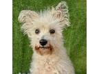 Adopt Pippa a Schnauzer, Poodle