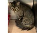 Adopt Precious a Domestic Short Hair