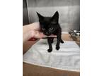 Adopt Buttercup a Domestic Short Hair
