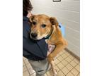 Adopt Zooter a Mixed Breed