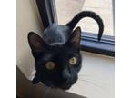 Adopt Anubis w/ Asher--Friendly and Gentle! Adopt Together $50 a Domestic Short