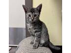 Adopt Harpy w/ Dragon --Lovable Ball of Fluff! $75 Adoption Special!