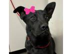 Adopt Smurfette - Shy, but Friendly, Needs a Dog Friend! a Mixed Breed