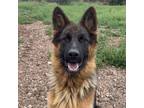 Adopt Boca - Beautiful Girl! Dog friendly! a German Shepherd Dog