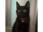 Adopt Kane a Domestic Short Hair