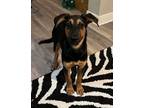 Adopt Sadie a German Shepherd Dog