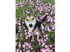 Adopt Kaida a Shiba Inu