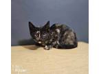 Adopt Seven a Domestic Short Hair