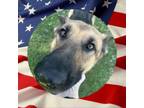 Adopt Ruby a German Shepherd Dog