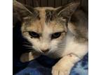 Adopt Khaleesi a Domestic Short Hair