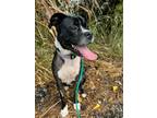 Adopt Lilly a Mixed Breed