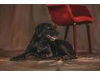 Adopt Cheeto a Hound, Labrador Retriever