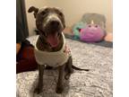 Adopt Crystal a Pit Bull Terrier