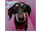 Adopt Sabrett a Dachshund