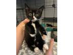 Adopt Orca a American Shorthair