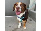 Adopt Ally a Beagle