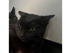 Adopt Keira a Domestic Short Hair