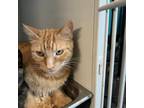 Adopt Josephine a Domestic Short Hair