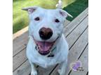 Adopt Maggie (formerly Athena) a Pit Bull Terrier, Mixed Breed