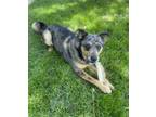 Adopt Kyah a Cattle Dog