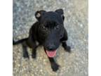 Adopt Moon a Black Labrador Retriever, Mixed Breed