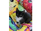 Adopt Fudge a Domestic Short Hair