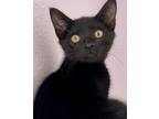 Adopt No-Bake a Domestic Short Hair