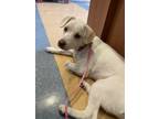 Adopt Haley a Australian Cattle Dog / Blue Heeler, Terrier