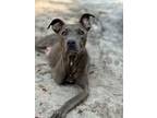 Adopt Maya a Mixed Breed