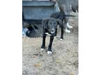 Adopt Sydney a Golden Retriever, Mixed Breed