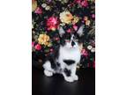 Adopt Midnight a Domestic Short Hair