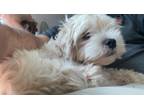 Adopt Jane a Miniature Poodle