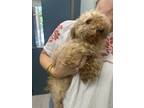 Adopt Fifi a Miniature Poodle