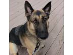 Adopt Petra a German Shepherd Dog