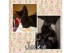 Adopt Jackie a Domestic Short Hair, Siamese