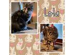 Adopt Lola a Domestic Medium Hair, Siamese