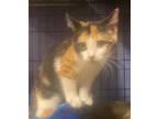 Adopt Maive a Domestic Short Hair