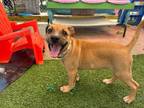Adopt Adeline a Mixed Breed