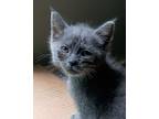Adopt Zesty a Domestic Short Hair, Russian Blue