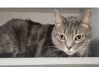 Adopt Kitty a Domestic Short Hair