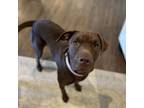 Adopt Luna a Pit Bull Terrier
