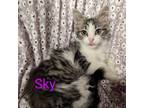 Adopt Sky a Maine Coon, Domestic Long Hair