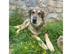 Adopt Giselle* a Shepherd, English Setter
