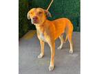 Adopt 56583602 a Labrador Retriever, Mixed Breed