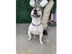 Adopt Snowball a Pit Bull Terrier, Mixed Breed