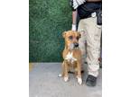 Adopt Daisy a Boxer, Mixed Breed