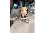 Adopt 56587308 a Dachshund, Mixed Breed