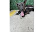 Adopt 56585956 a German Shepherd Dog, Mixed Breed